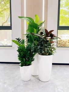 余姚盆景租赁，为您的空间增添独特自然韵味